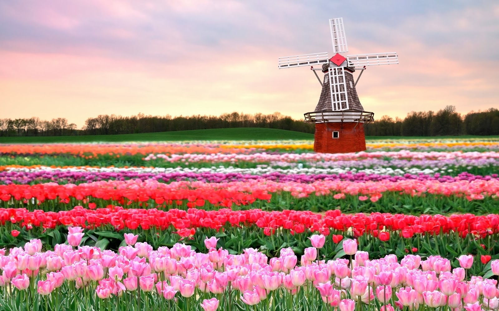 Keukenhof 05 Keukenhof 05