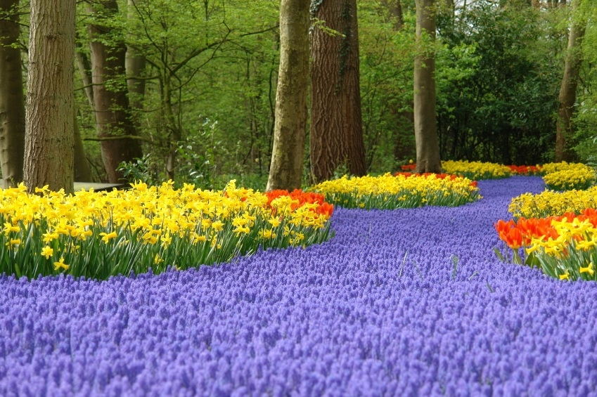 Keukenhof 08 Keukenhof 08