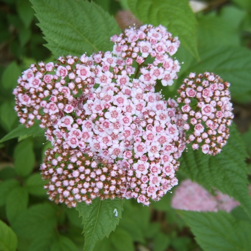 088